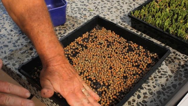 How to Grow Microgreens - Sowing Peas | Kings Seeds смотреть онлайн