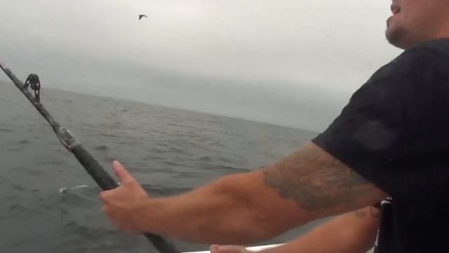 Avet Reels Vs Giant Bluefin Tuna смотреть онлайн