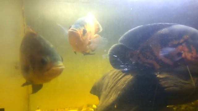 Астрики: орехи и тигр смотреть онлайн