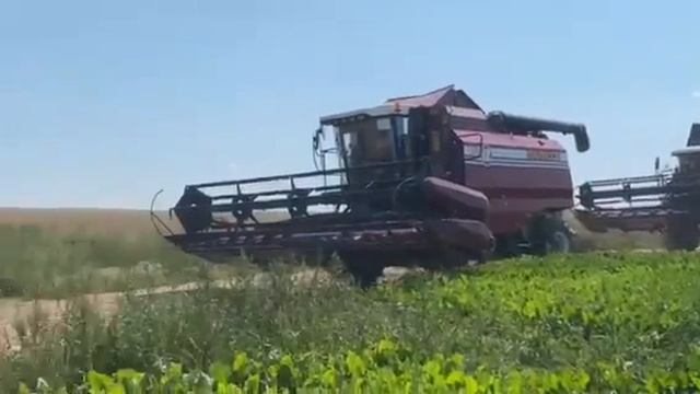 В КСУП "Луки-Агро" состоялись "Зажинки" : в Кореличском районе дан старт жатве смотреть онлайн