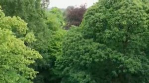 Царство растений  Kingdom of Plants 2 часть