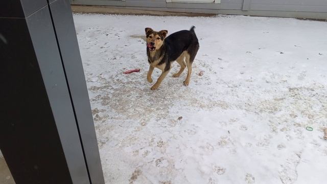 СОБАКА, КОТОРАЯ УМЕЕТ УЛЫБАТЬСЯ смотреть онлайн