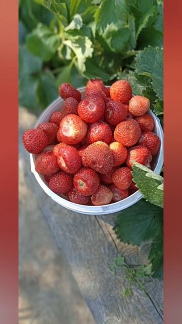 Клубника,,, *Витязь*.Супер сорт. 👍