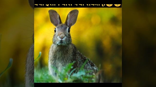 क्या इंसान घास पचा सकते है😱|Man eat grass🙄|Can human eat grass😱|Grass herbs#shorts #youtubeshorts смотреть онлайн