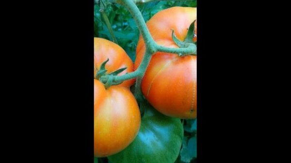 Томаты в теплице. Красотище. Tomatoes in the greenhouse. Beauty.