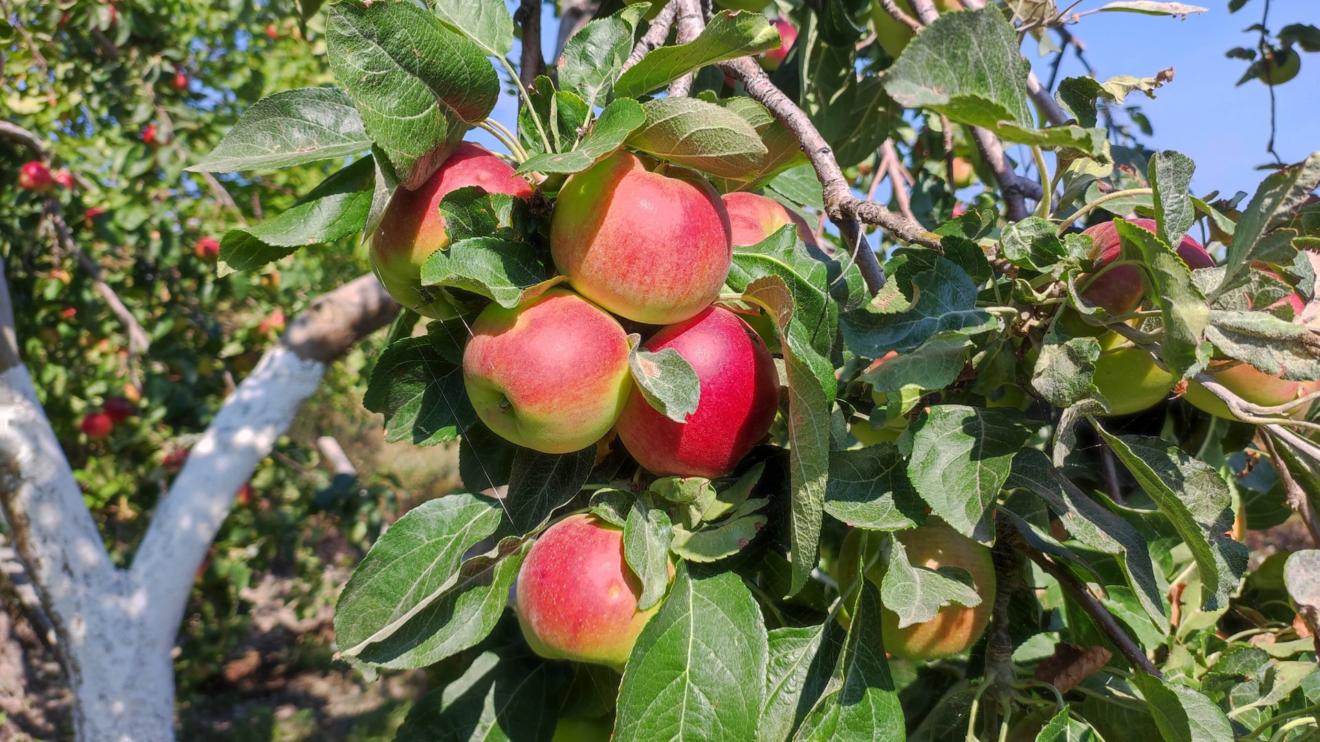Самая вкусная яблоня на нашем участке, среди летних сортов. смотреть онлайн