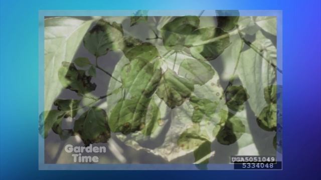 Spring Tree Care смотреть онлайн