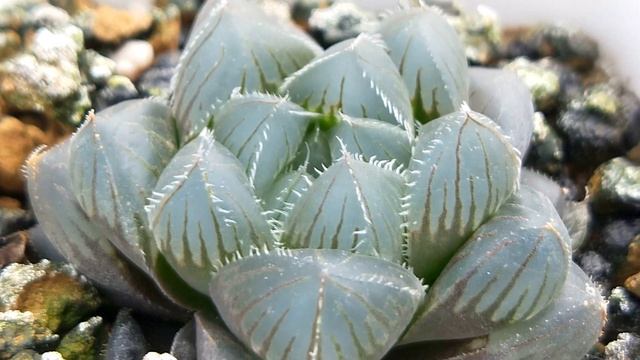 Haworthia 'Kyodai Akasen Lens' 多肉植物觀察 巨大赤線玉露 смотреть онлайн
