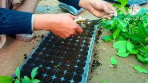 How to grow osmanthus fragrance plant