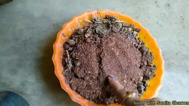 ALL ABOUT TABLE PALM || CHINESE FAN PALM ||CARE✓ FIVE TIPS ✓AND BEST FERTILIZER✓ смотреть онлайн