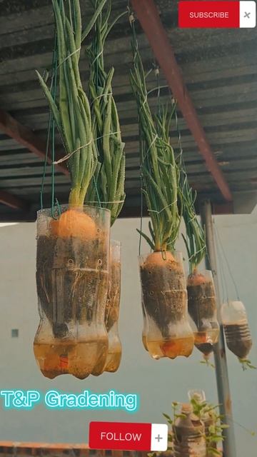 Great idea, Growing onions with plastic bottles is so simple anyone can do it #short #viral #nature смотреть онлайн