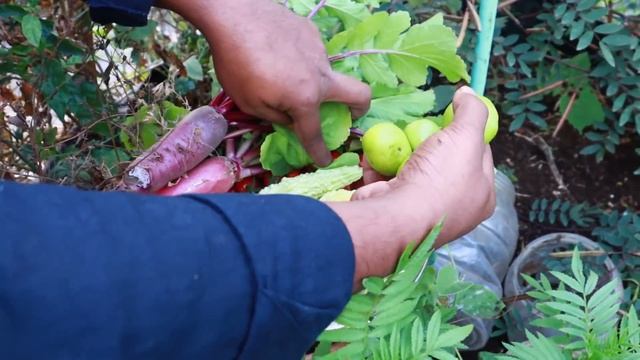 Harvesting vegetables, వారానికి సరిపడా కూరగాయలు, purple chikkudu, Radish, cherry tomato & more смотреть онлайн