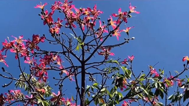 Hummingbirds Love My Silk Floss Tree смотреть онлайн