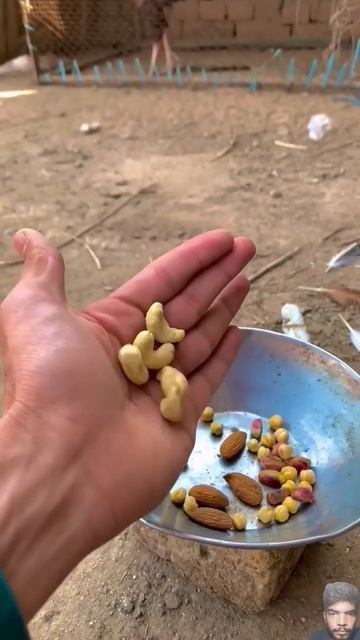 healthy diet for chicken #allpetloversaseel #chicken #aseels #hen #chicks #animals смотреть онлайн