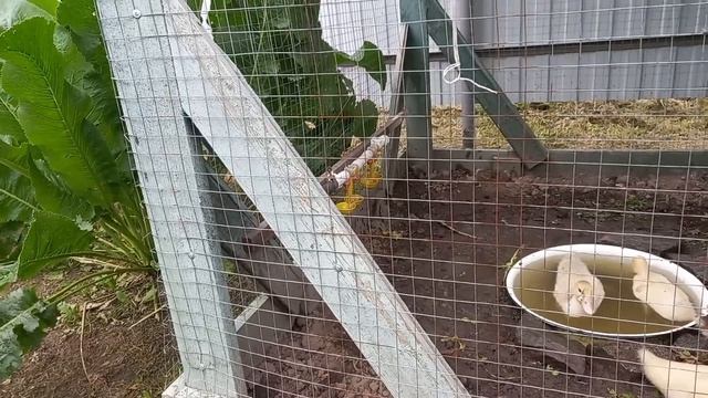 Завёл индоуток смотреть онлайн