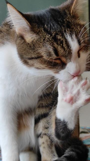 🍫Маркуша? Нет. Это Малыш - друг Маркуши