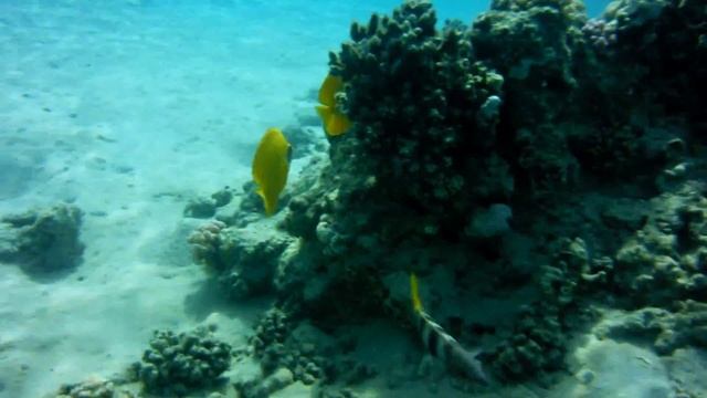 От красноморских кабуб мимо ржавого попугая к рыбам-бабочкам в масках смотреть онлайн