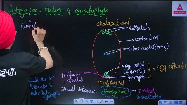 SEXUAL REPRODUCTION IN FLOWERING PLANTS CLASS 12 | NEET 2025 ALL CONCEPT AND THEORY | JAGRAJ SIR #4 смотреть онлайн