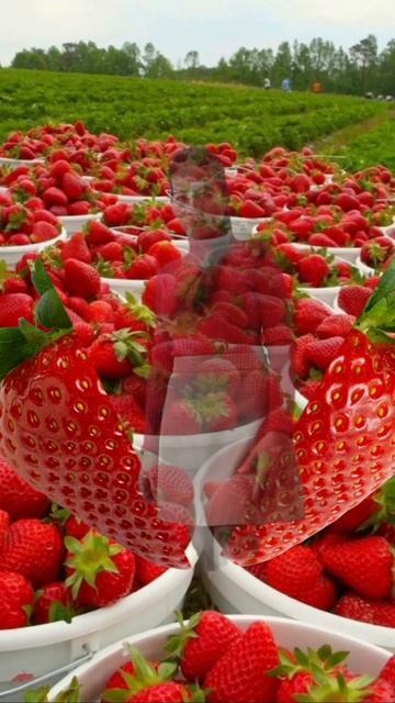 Healthy and Lots of Vitamins Strawberries - Ly Mata смотреть онлайн