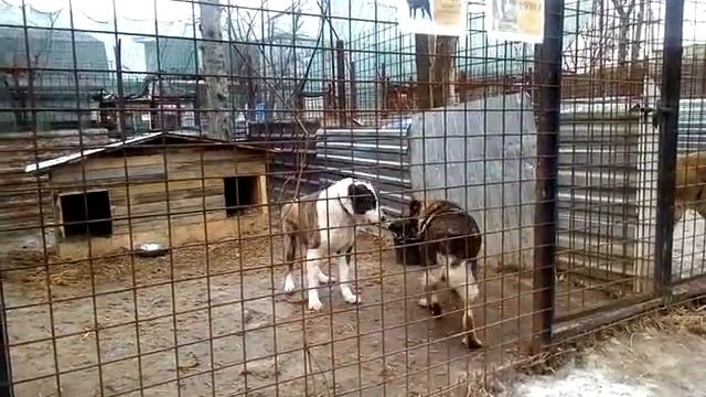 Михей и Динга смотреть онлайн