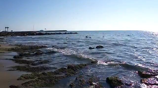 Болгария зимой. Лебеди в Святом Власе смотреть онлайн