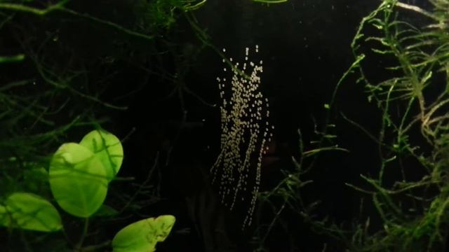Нерест скалярий (Pterophyllum scalare). Angelfishes spawning. (17.02.2017) смотреть онлайн