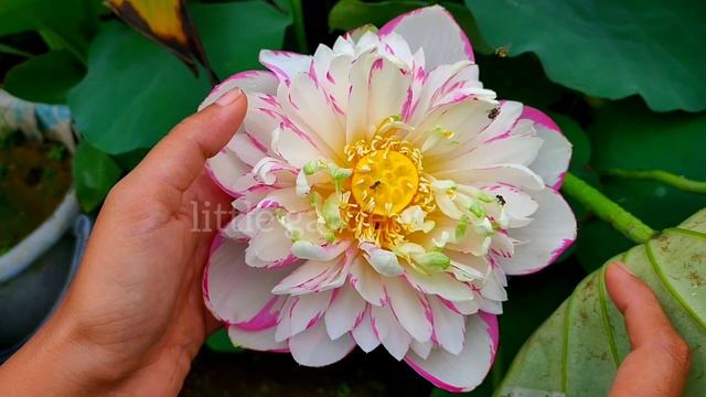 Stunning beauty of rare flowering tricolour lotus/ DaSajin large versicolour lotus / 3 colour lotus смотреть онлайн