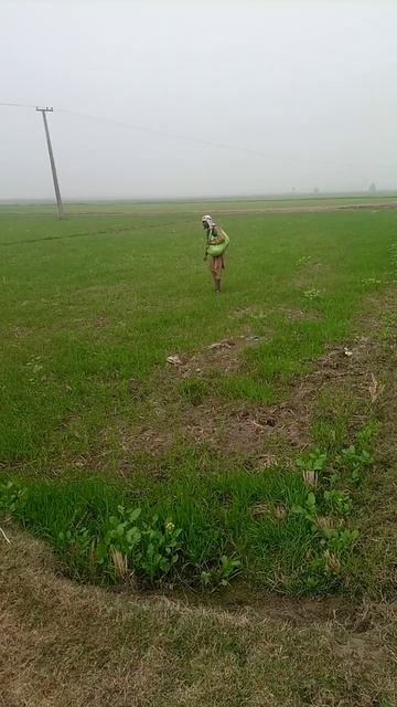 use urea fertilzer in fog in wheat смотреть онлайн