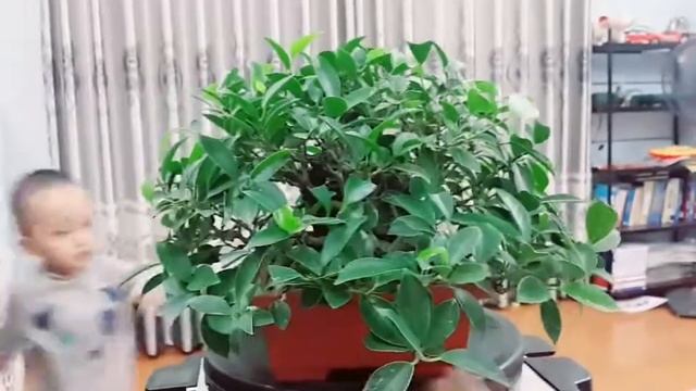 Ficus - roots over rock - shohin bonsai | Cây si ôm đá 24 tuổi nhà mềnh! смотреть онлайн