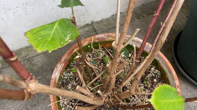 Garden Update (Aug 30) - orchid flowers смотреть онлайн