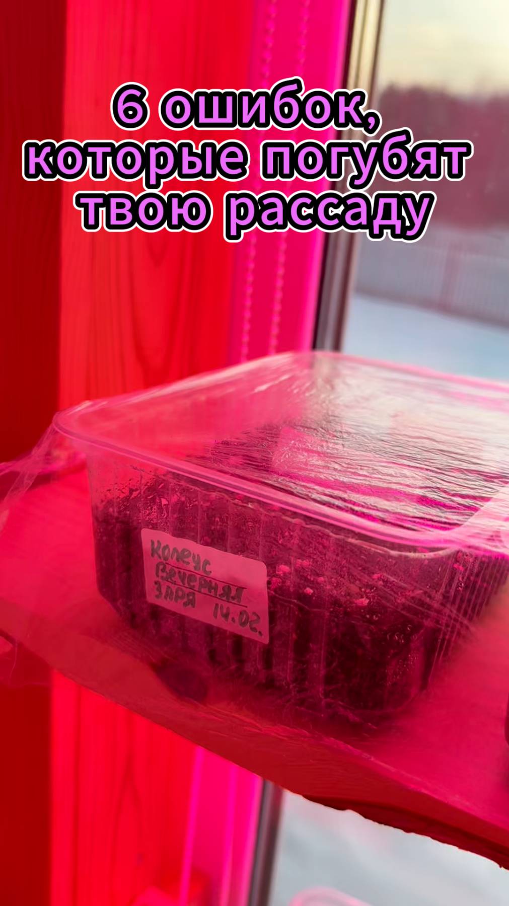 6 ошибок, которые погубят твою рассаду. #рассада смотреть онлайн