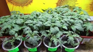 ПОСЕВЫ 2025-53. Чем полить рассаду томатов после пикировки?