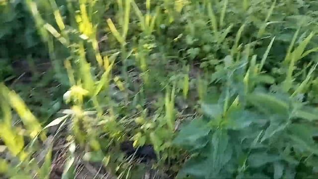 Осмотр чеснока, картофеля и фасоли. Обработка чеснока, мои ошибки при высадке. Даю свинкам крапиву. смотреть онлайн