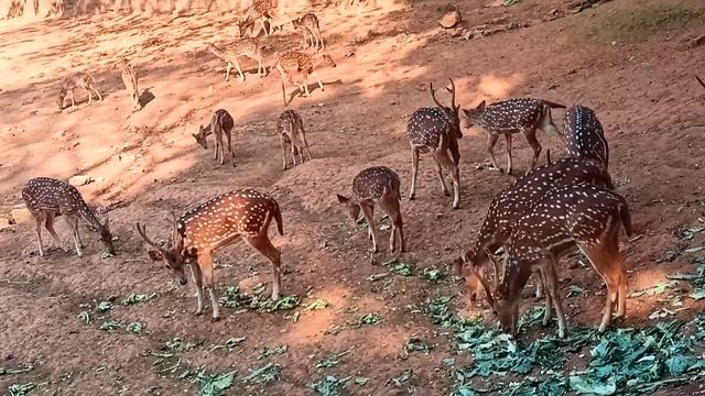 LS-90 Enjoy this Animal World with Affan Irfan wildlife. #Animals #Wildanimals #Wildlife смотреть онлайн