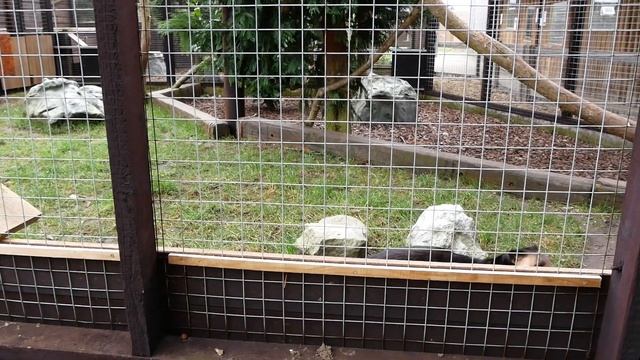 Sumatran White-Bearded Civet @ Hamerton Zoo смотреть онлайн