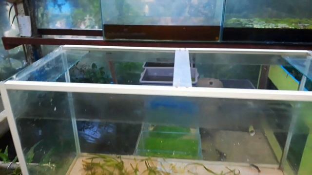 Aquário plantado passo a passo para guppy смотреть онлайн