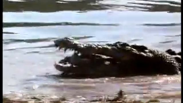 Крокодил.mp4 смотреть онлайн
