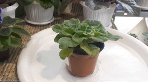 Болезни Фиалок - Неинфекционные! Как проявляются? Чем лечить?