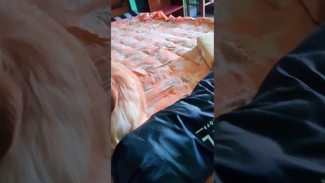 day of Shampoo #sweetpuppy #doglover #funnypuppy #dogcomedy #goldenretriever смотреть онлайн