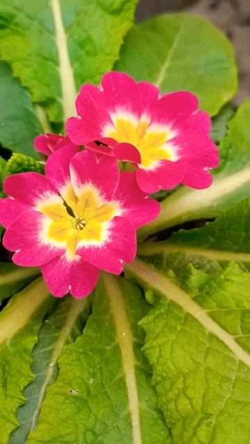 Beautiful Prime Rose Update #shortsvideo #primula #primrose смотреть онлайн