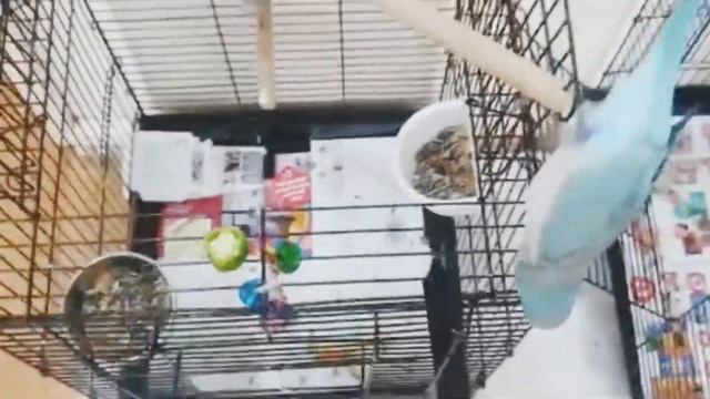 How to Feed Your Parrot Green Chilli the Right Way | Quaker & Ringneck Parrots Eating Green Chilli смотреть онлайн