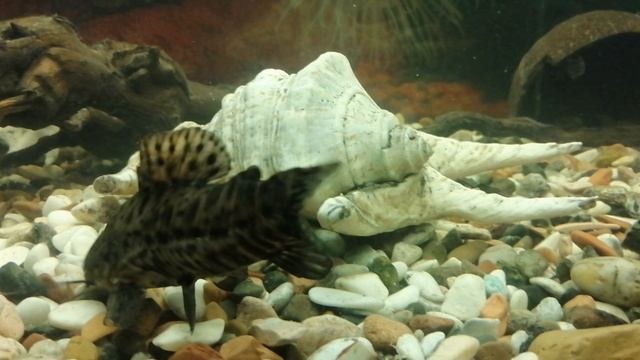 Акара бирюзовая 🐠🐟🔥