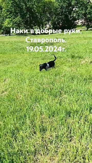 Наки в добрые руки, Ставрополь #доксли #собака #возьмидругаизприюта #возьминепокупай #друзьянавсегд смотреть онлайн