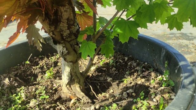 разный клены на одном стволе :)