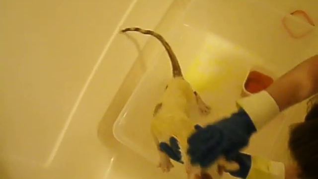 Nubi's Lime Dip смотреть онлайн