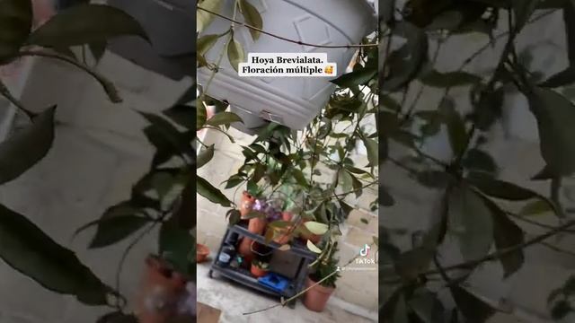 Hoya de mi semana.🥰Brevialata. смотреть онлайн