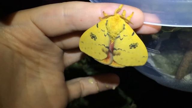 Angry io moth pees on me, then vibrates смотреть онлайн