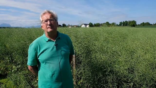 Raps 2022 - Praxis, Anbau, Sorten смотреть онлайн