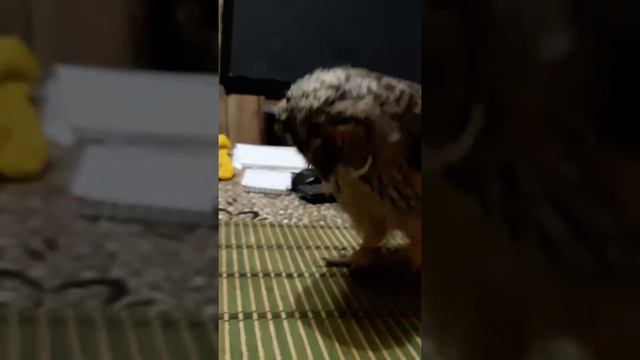 Котёнок наш в перьях ушастая сова Буся смотреть онлайн