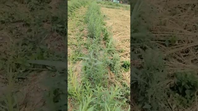 Сынок привет мой родной :-) 29.08.2022 Лоза, напоминание выйти на связь. Обнимаю🌞 смотреть онлайн